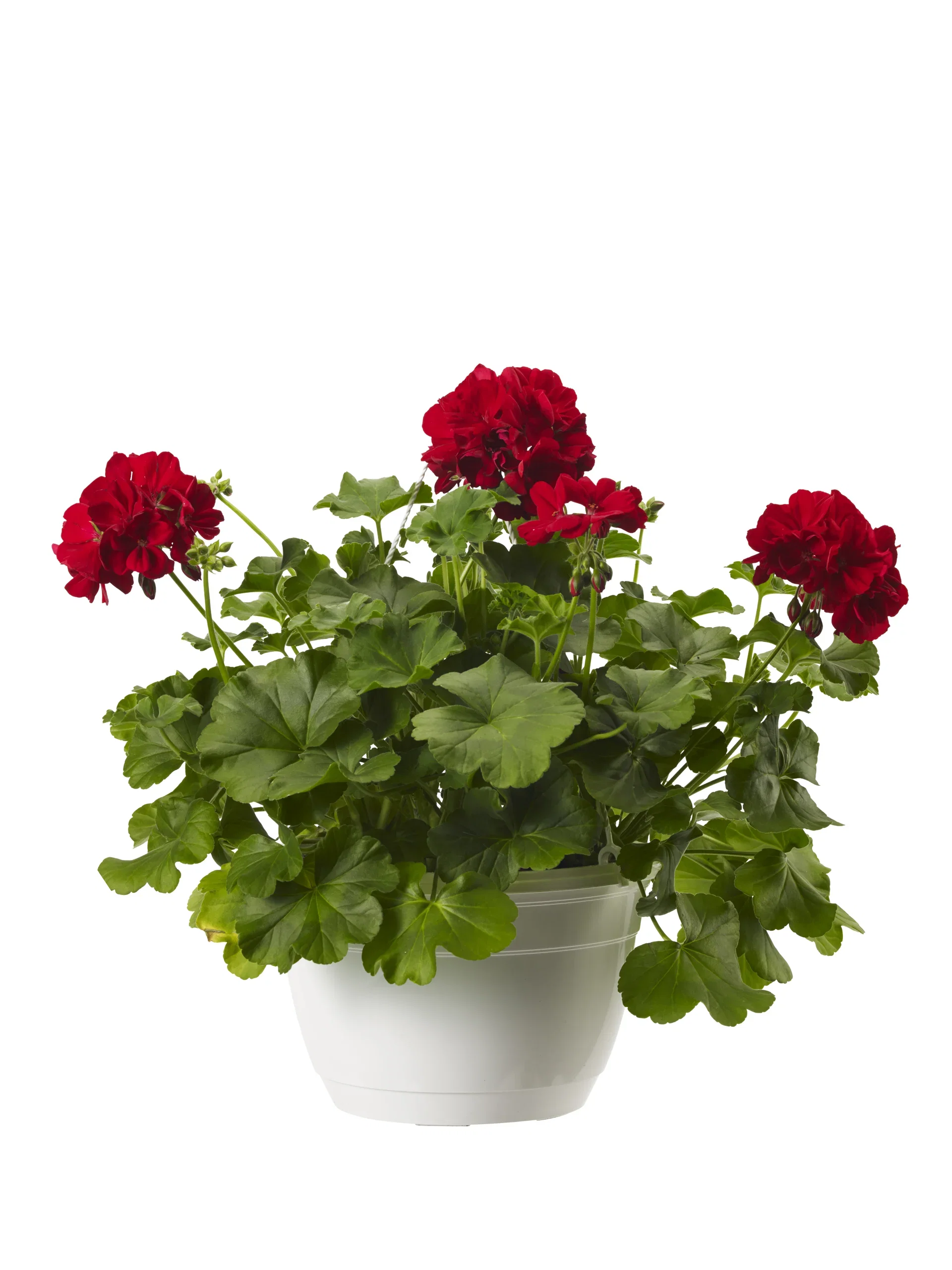 Pel. Calliope L 'Dark Red' 27 cm