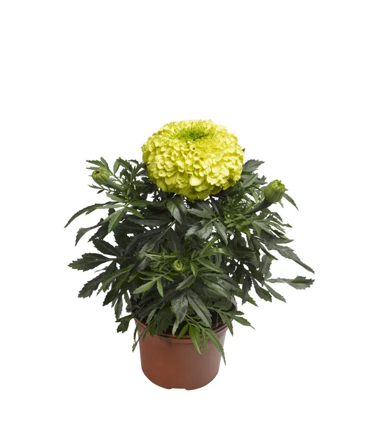 Tagetes big fl. 12 cm