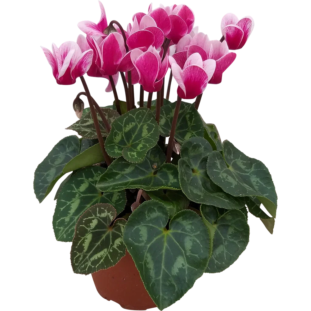 Alpefiol 'Goblet Shine Wine Red'