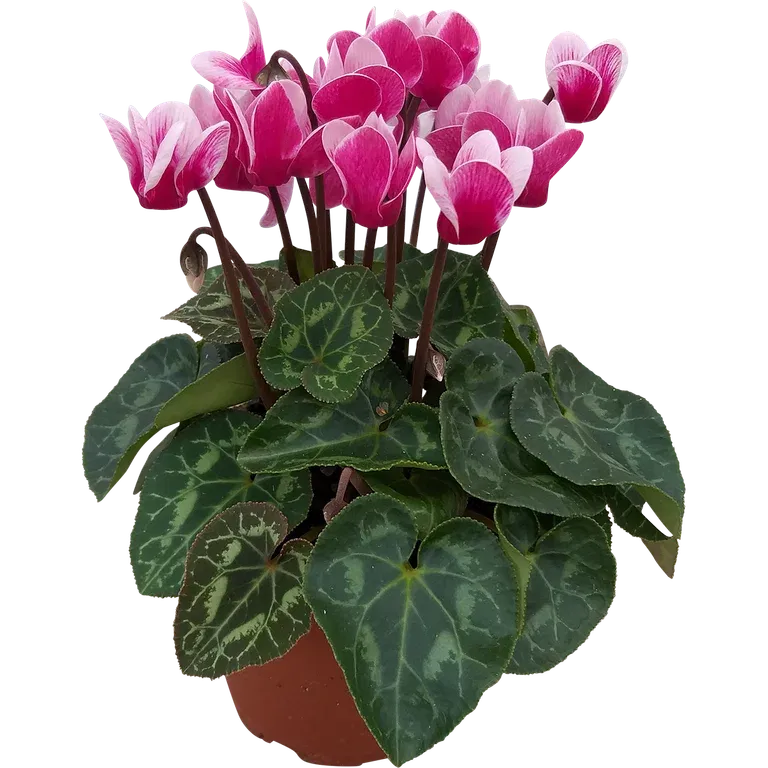 Alpefiol 'Goblet Shine Wine Red'