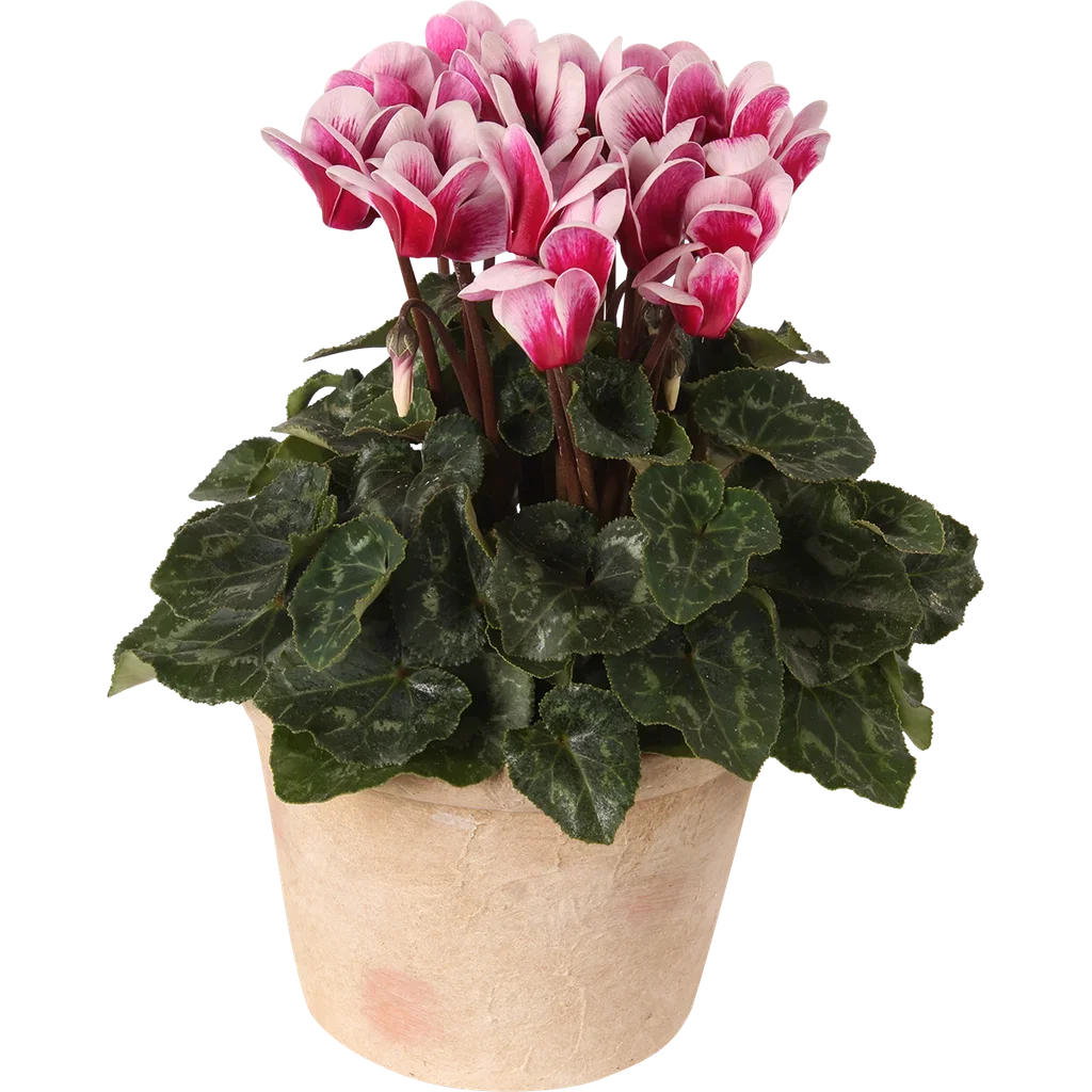 Alpefiol 'Goblet Shine Wine Red'