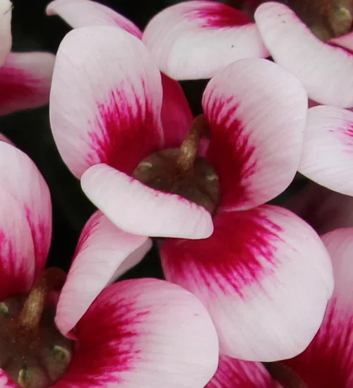 Cyclamen 'Goblet Shine Wine Red' 10,5 cm