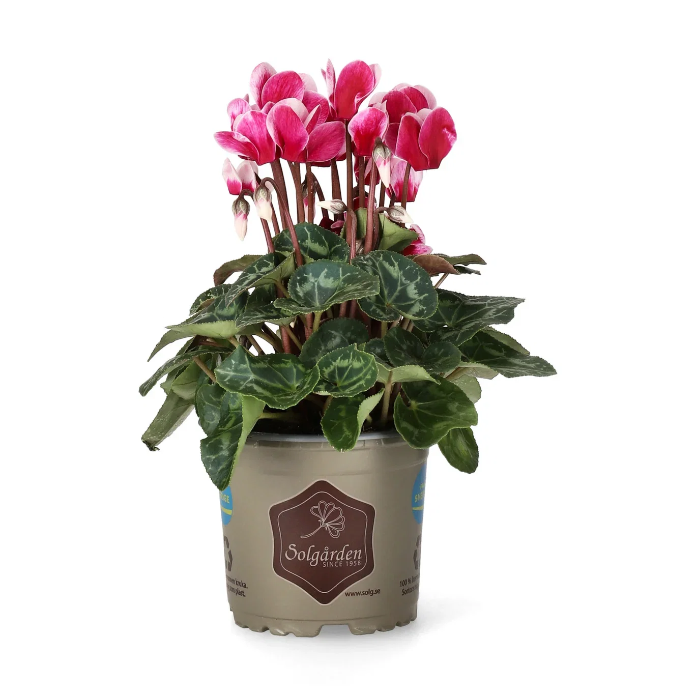 Cyclamen 'Goblet Shine Wine Red' 10,5 cm