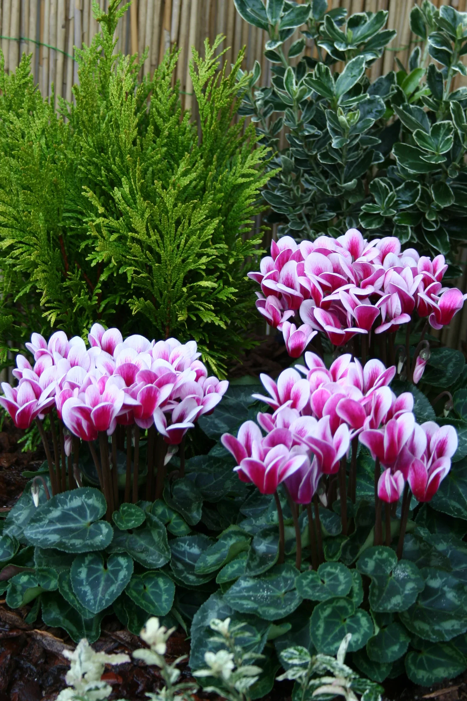 Alpefiol 'Goblet Shine Wine Red'