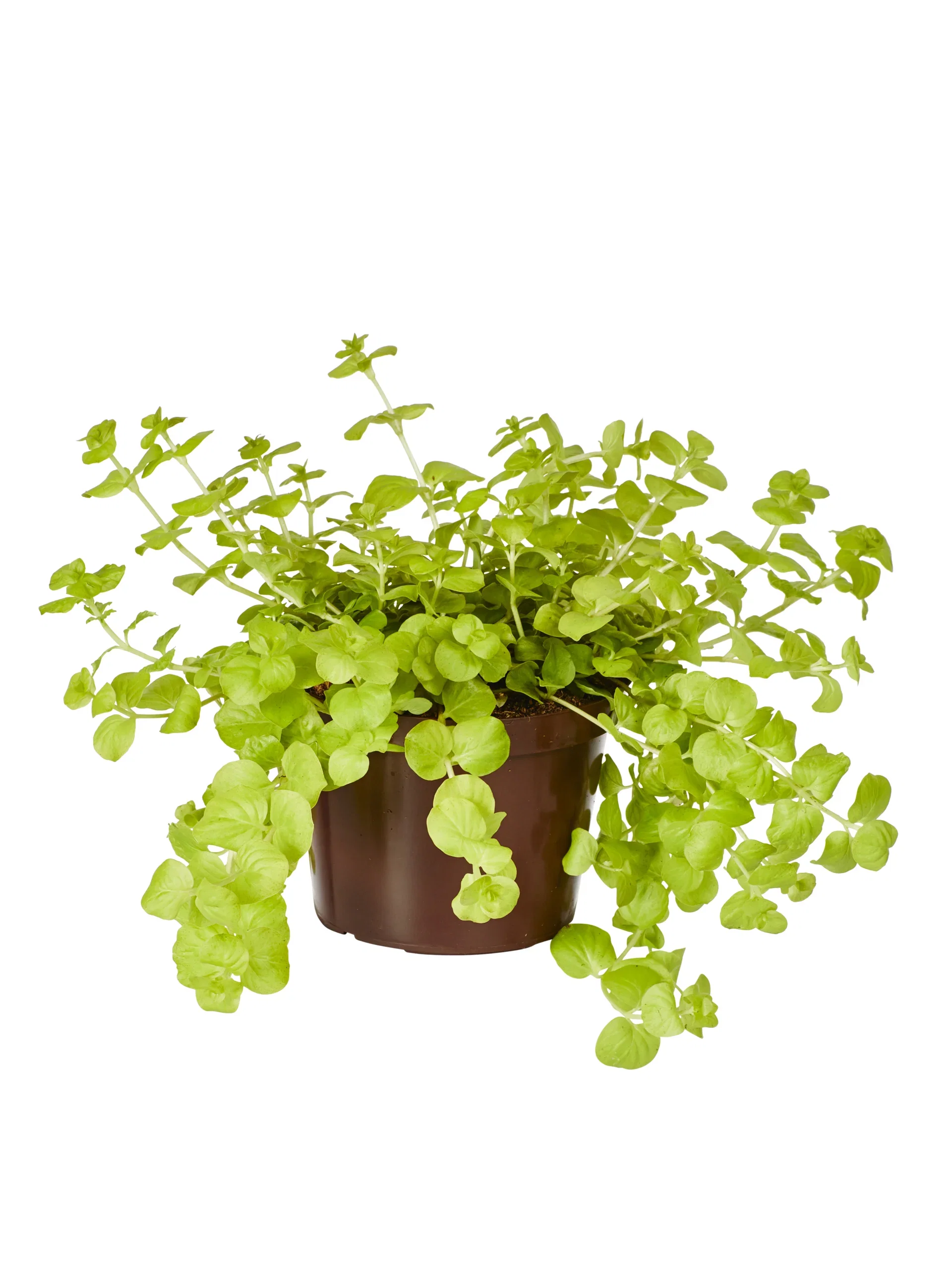 Lysimachia n. 'Goldilocks' Yellow 12 cm