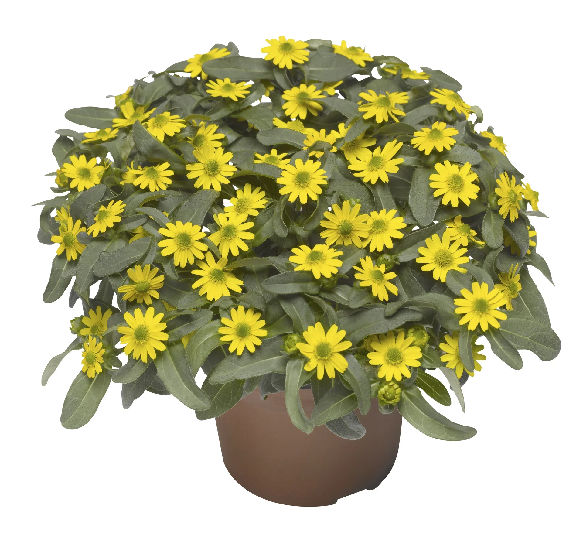 Sanvitalia Yellow 12 cm