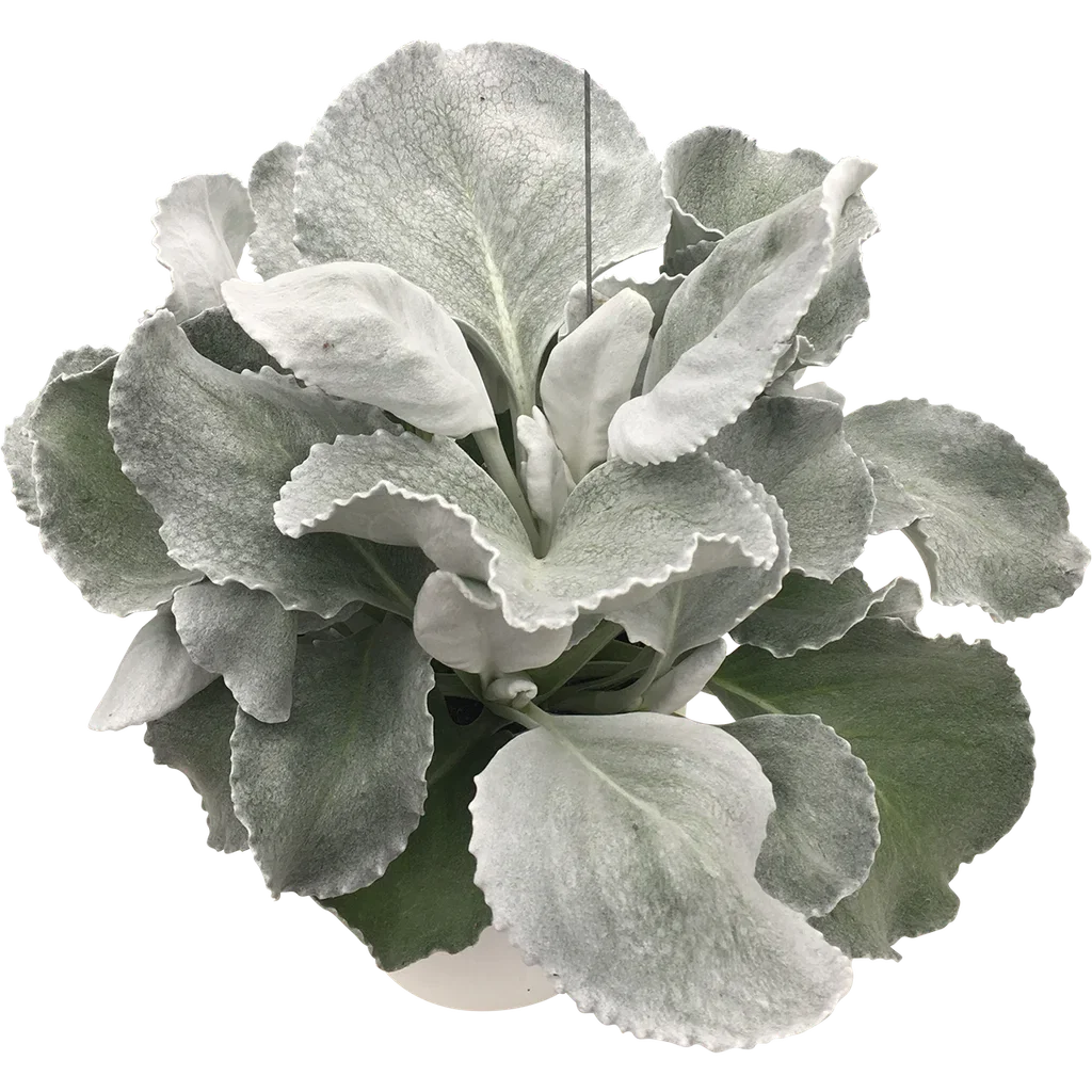 Senecio candicans 'Angel Wings'