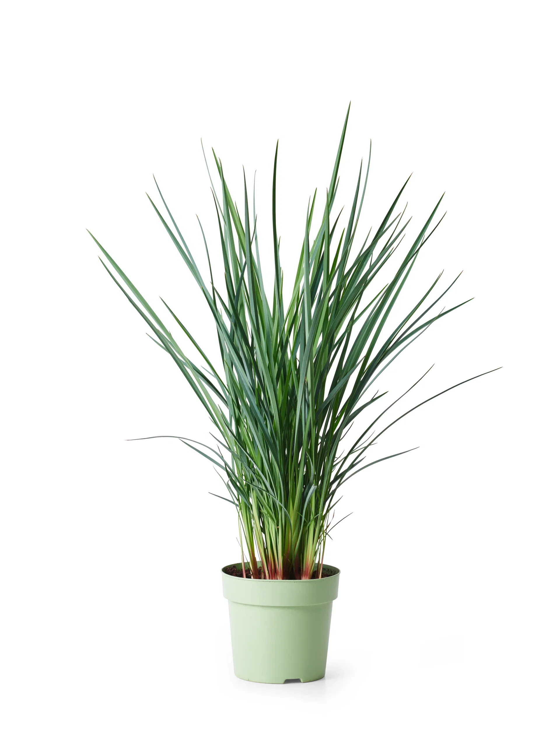 Dianella 'Coolvista' 19 cm