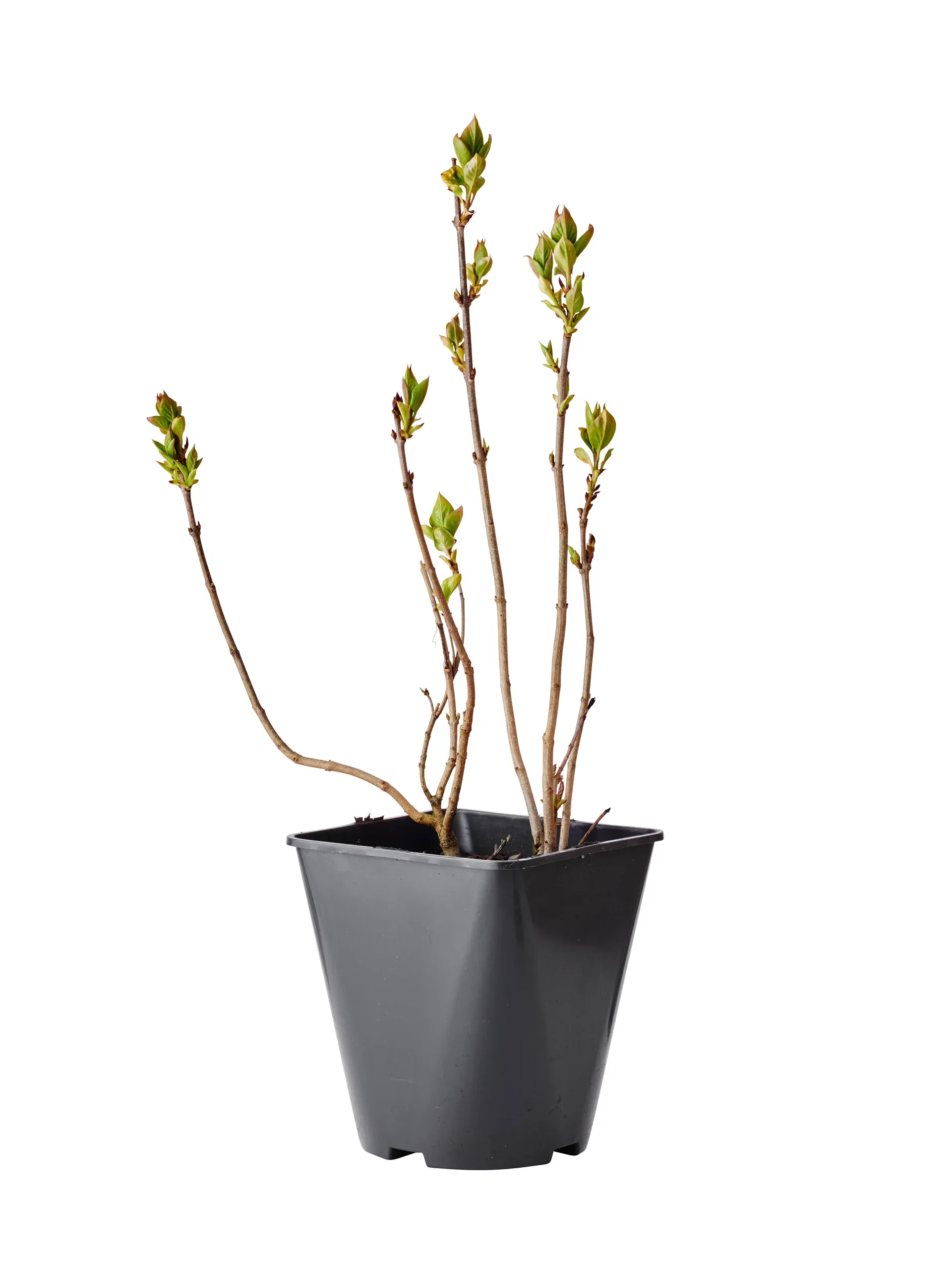 Syringa vulgaris f. alba 4,5L