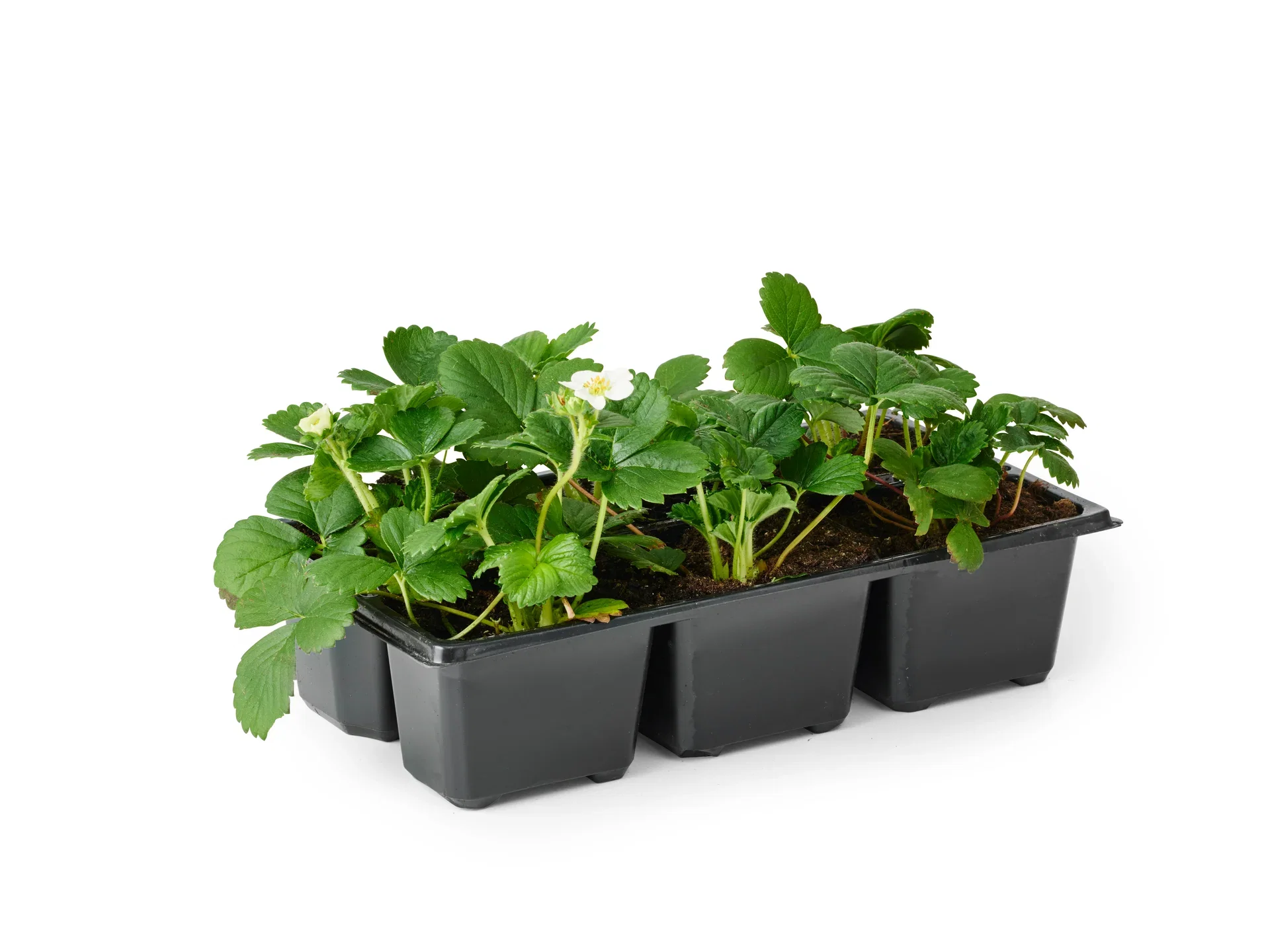 Fragaria x ananassa 'Sonata' 6-pack