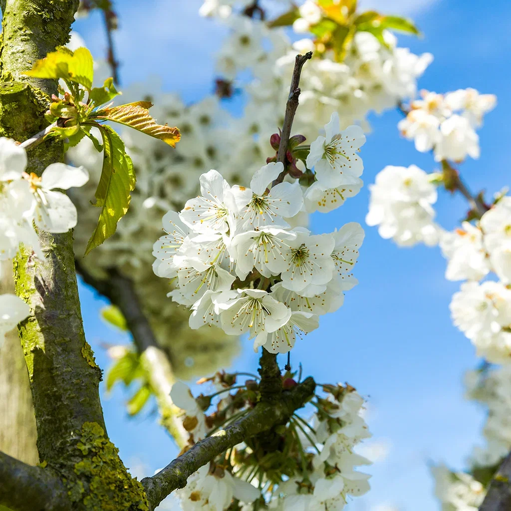 Søt kirsebær 'Lapins' Colt