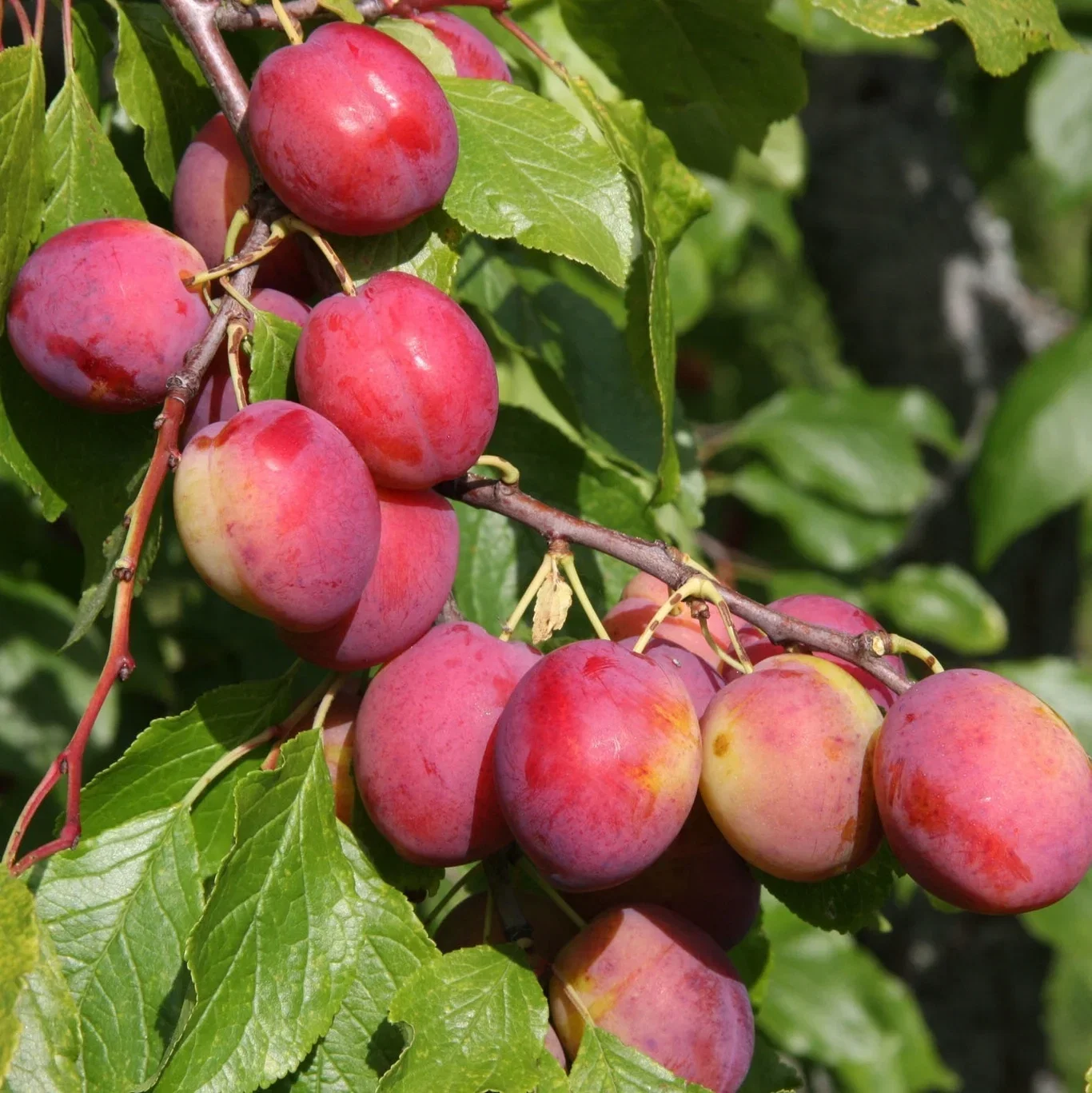 Prunus domestica 'Victoria' E 12L