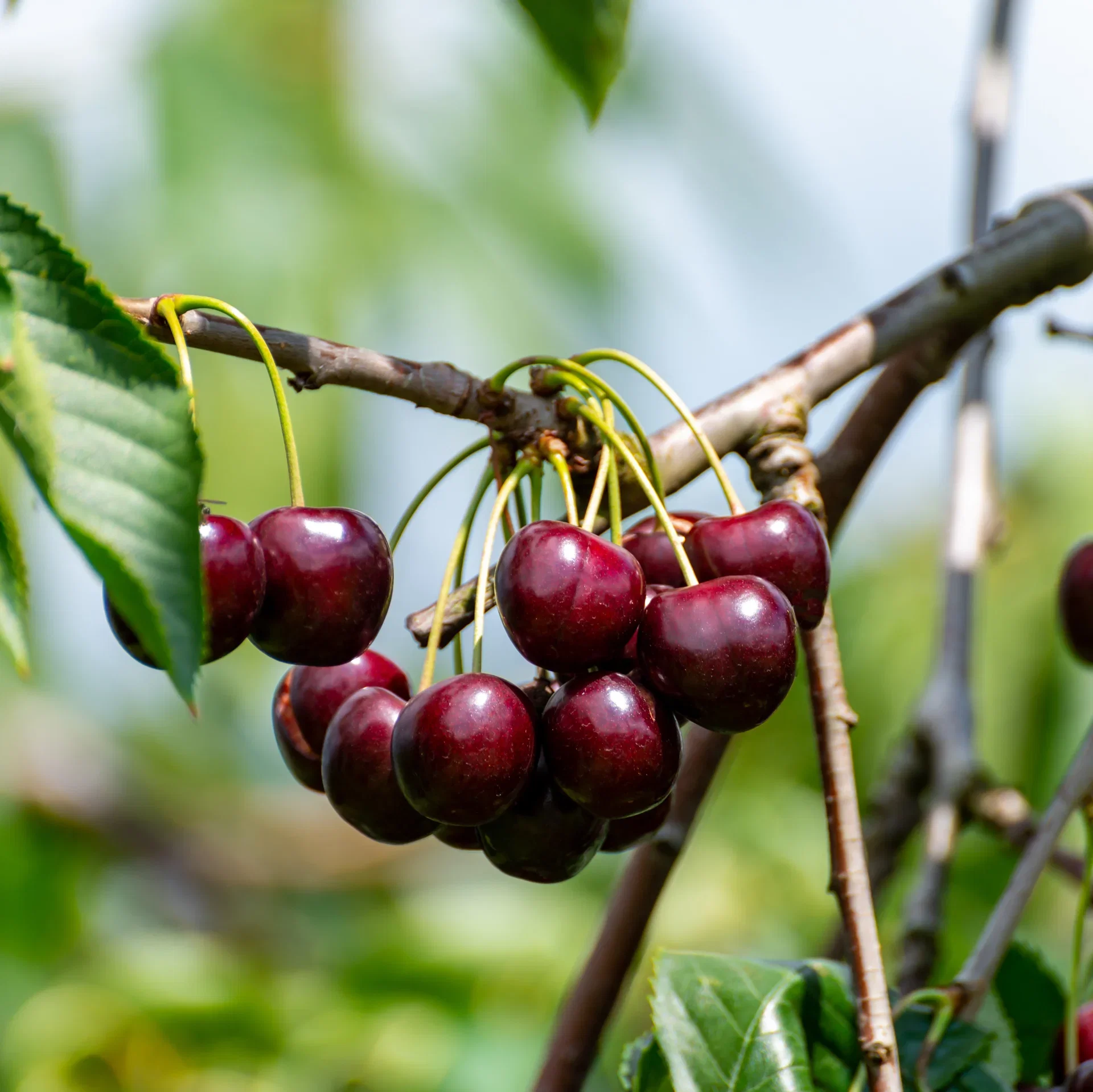 Søt kirsebær 'Lapins' Colt