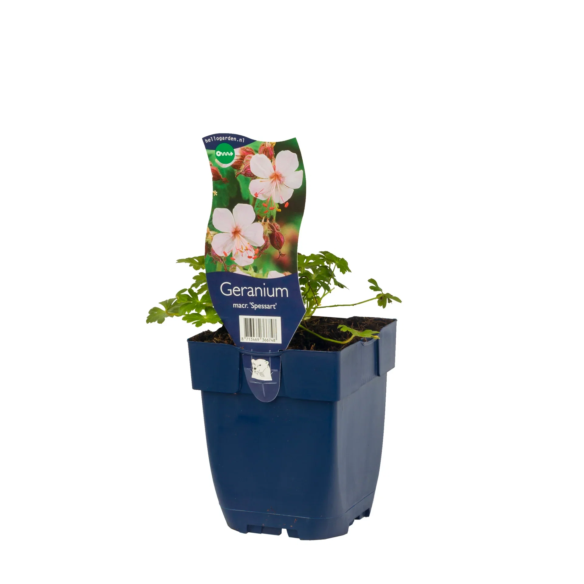 Geranium macrorrhizum