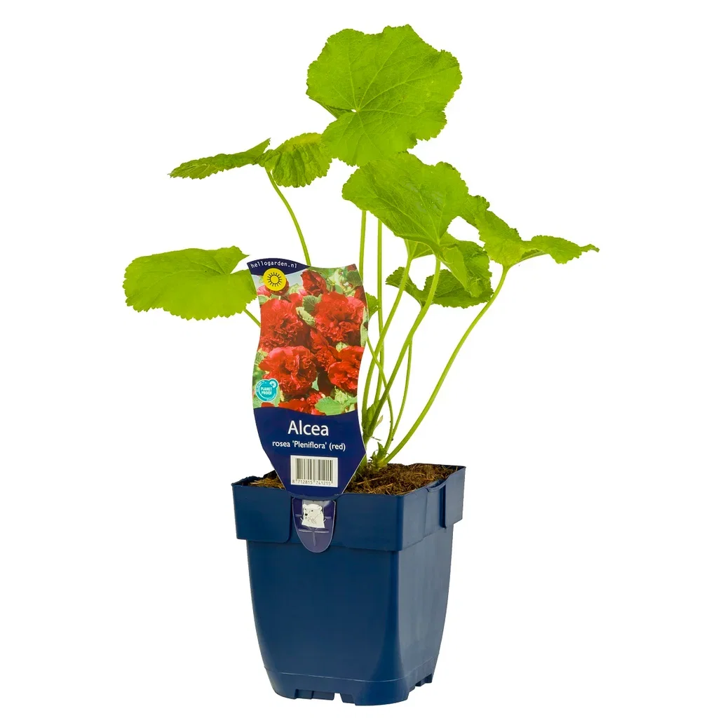 Stokkrose 'Pleniflora' (rød)