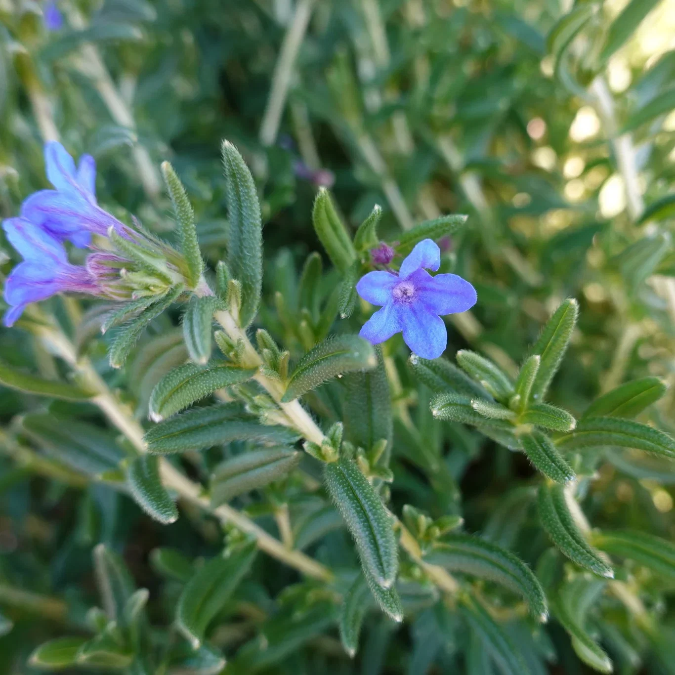 Lithodora diff. 'Heavenly Blue'