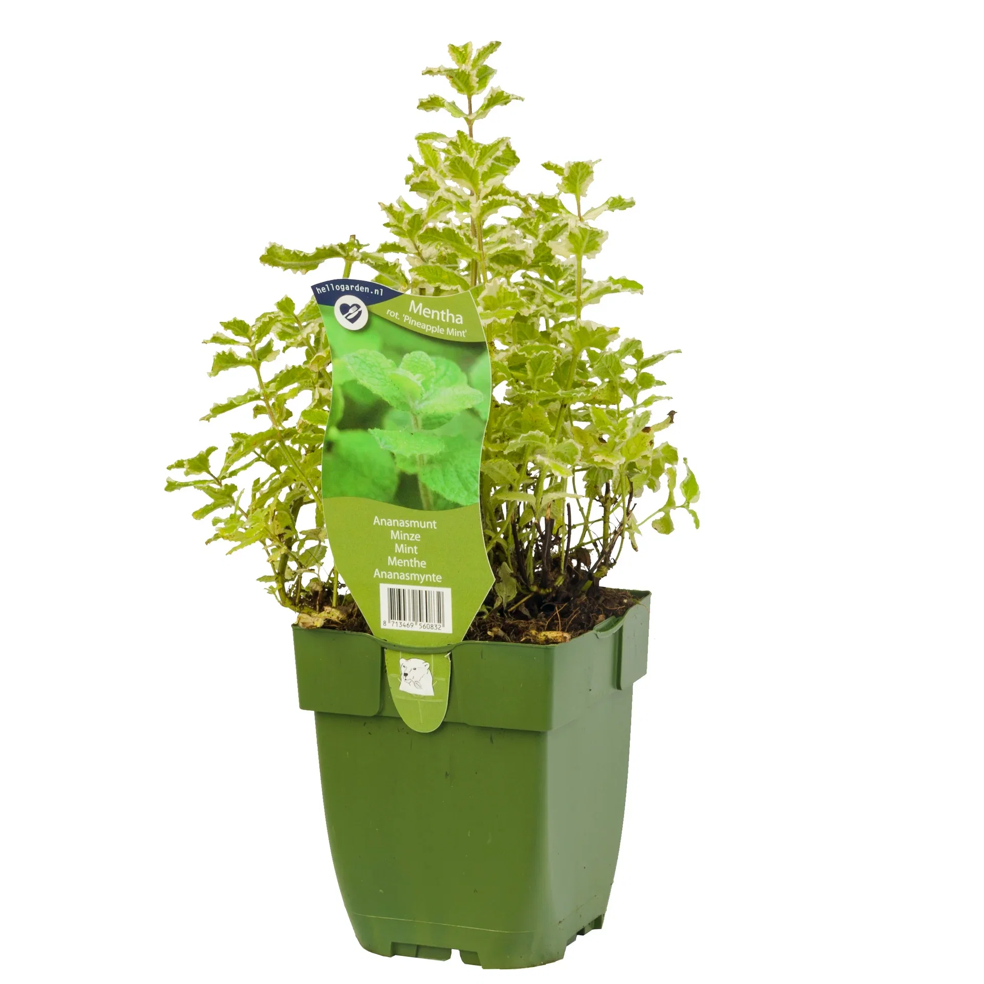 Rundmynte 'Pineapple Mint'