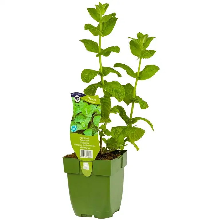 Mentha rotundifolia 'Apple Mint'
