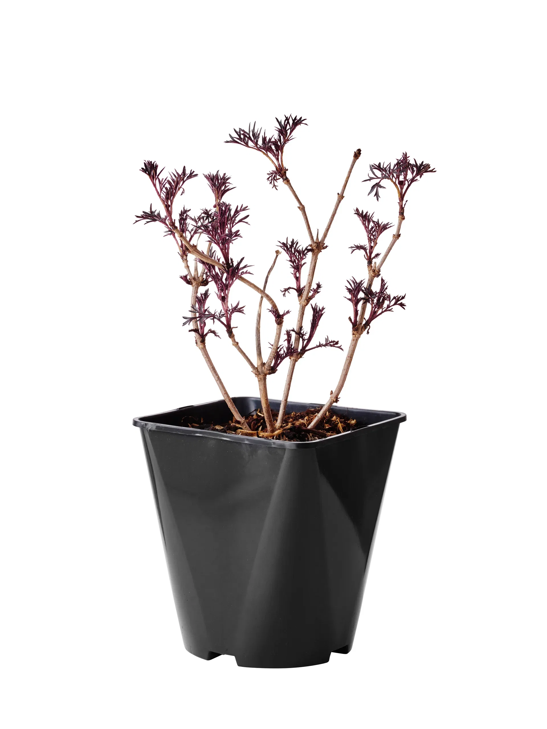 Svarthyll 'Black lace'