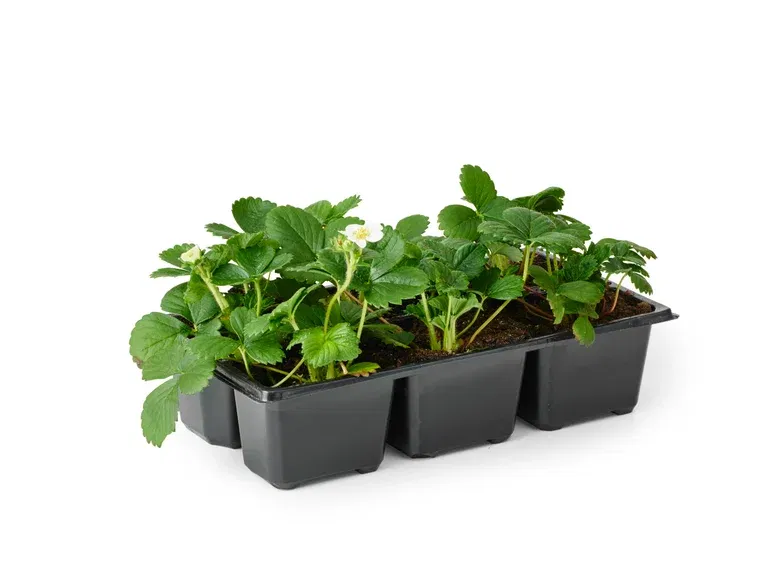 Fragaria x ananassa 'Polka' 6-pack