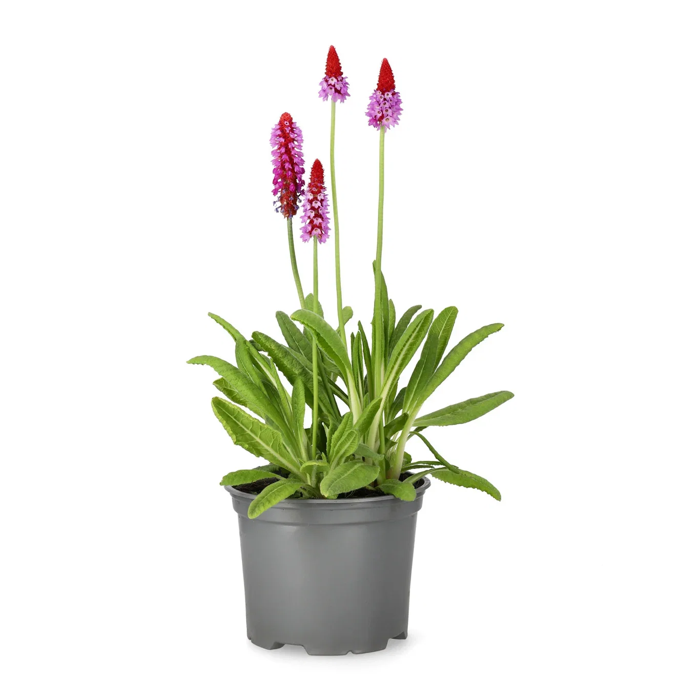 Orkidéprimula