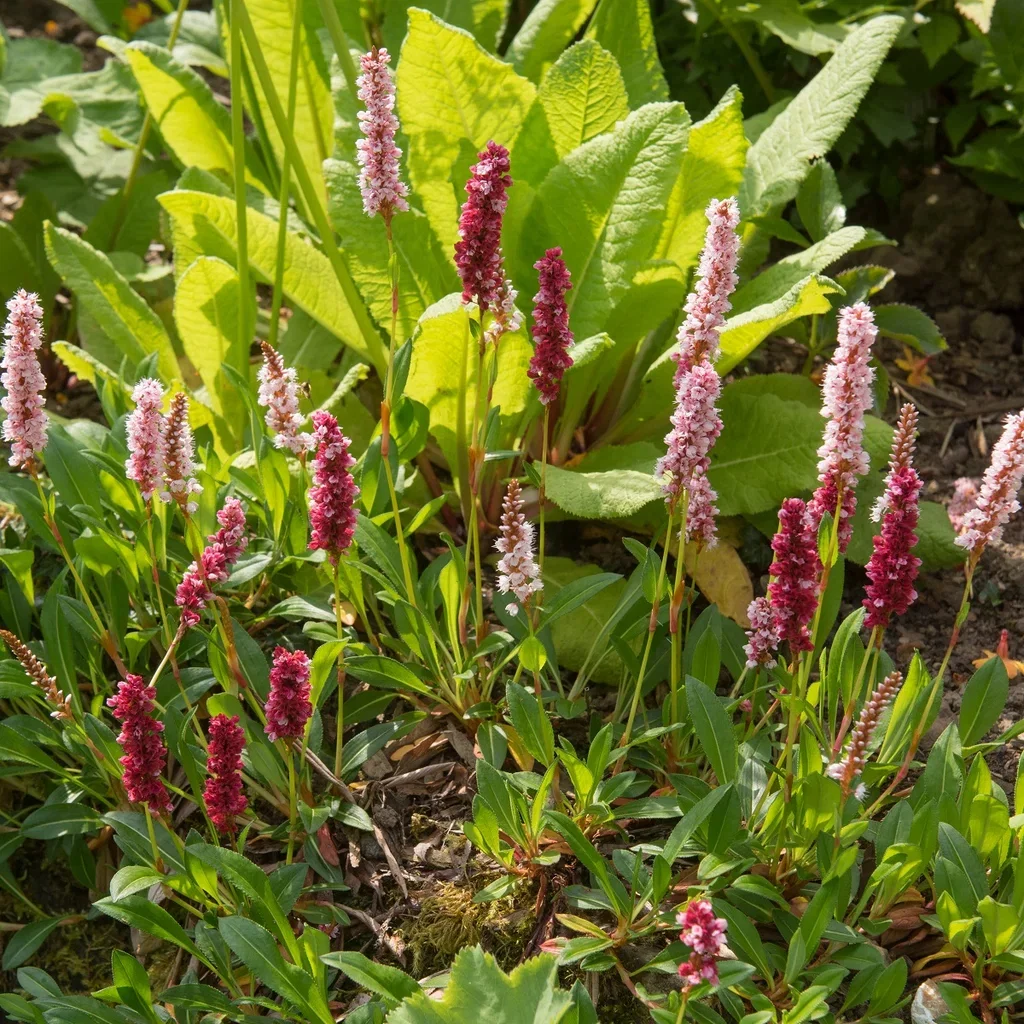 Bistorta affinis 'Superba' 6-pack