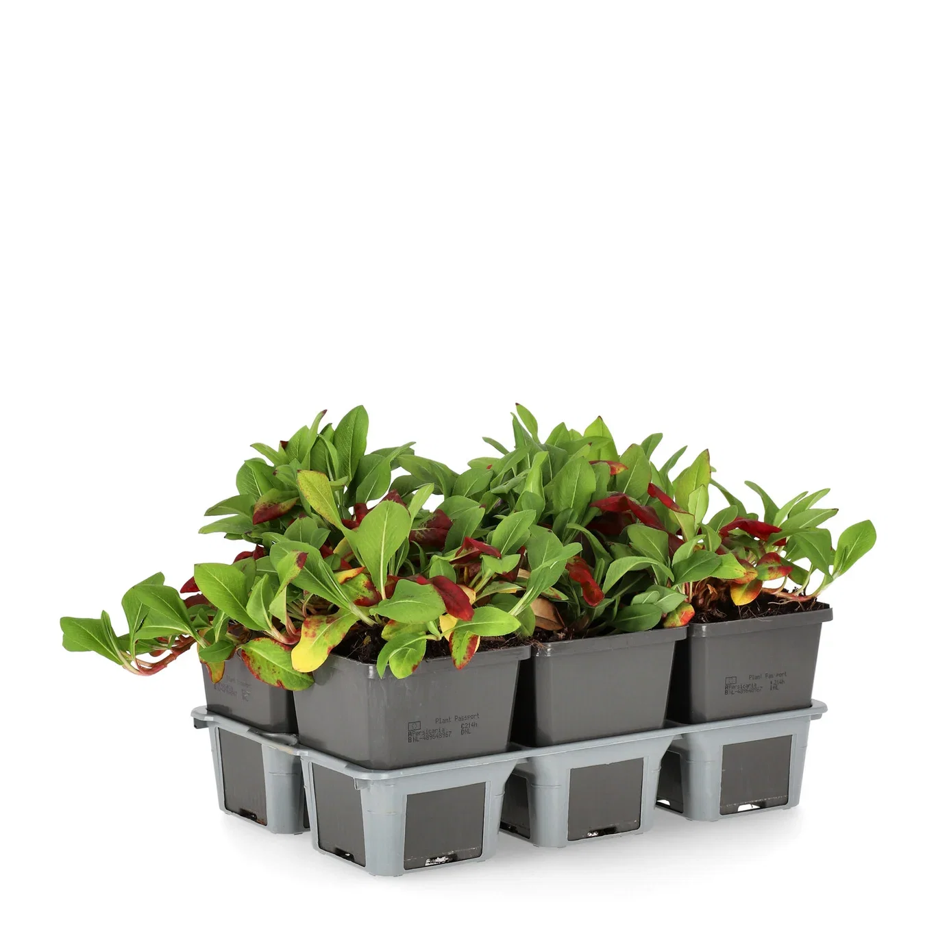 Bistorta affinis 'Superba' 6-pack