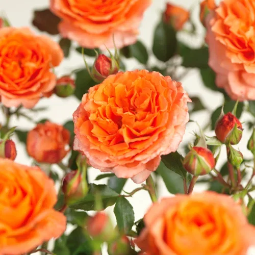 Rosa 'Orange Meilove' 23cm