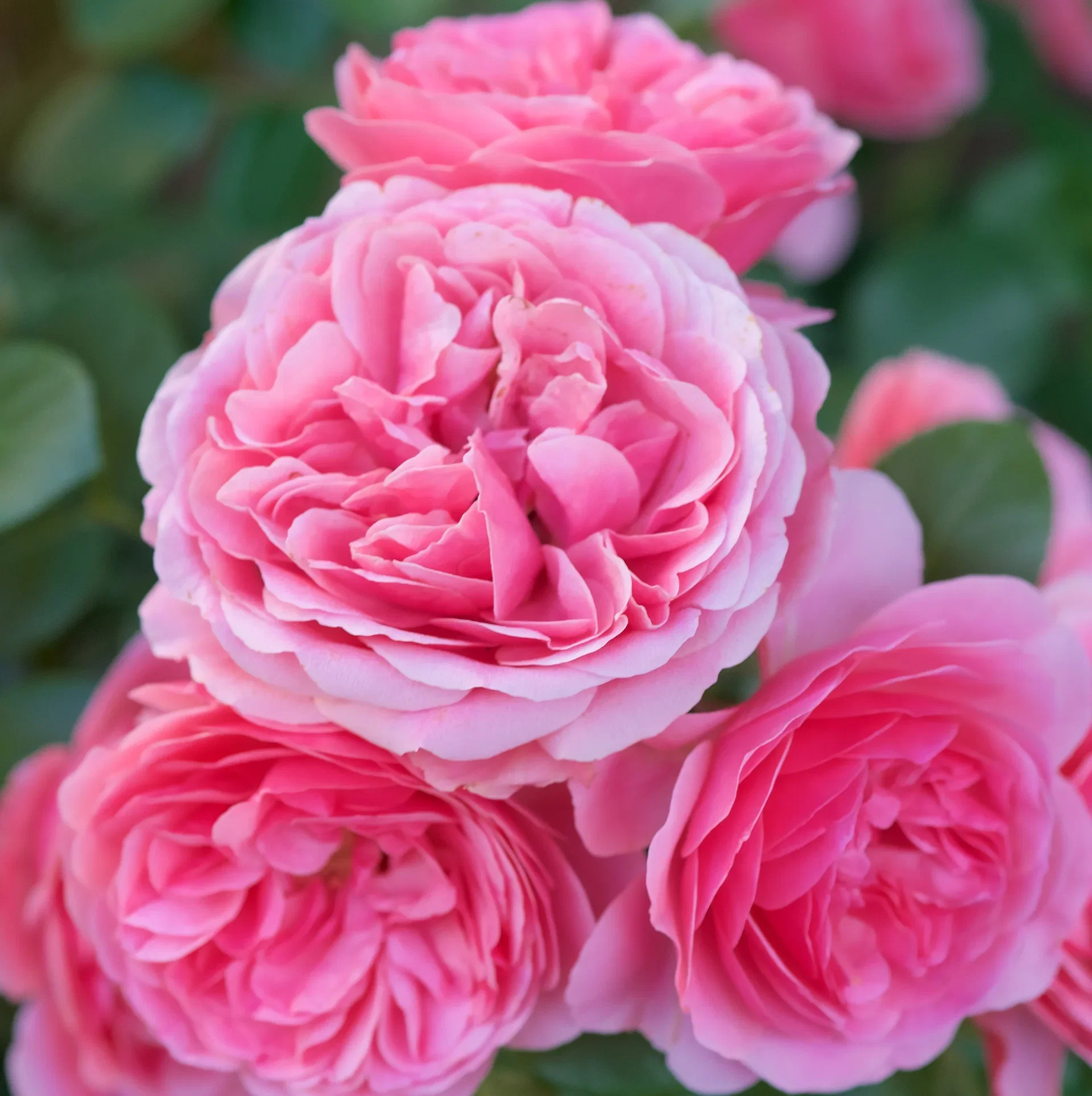 Rosa (Floribunda Group) LEONARDO DA VINCI 27cm