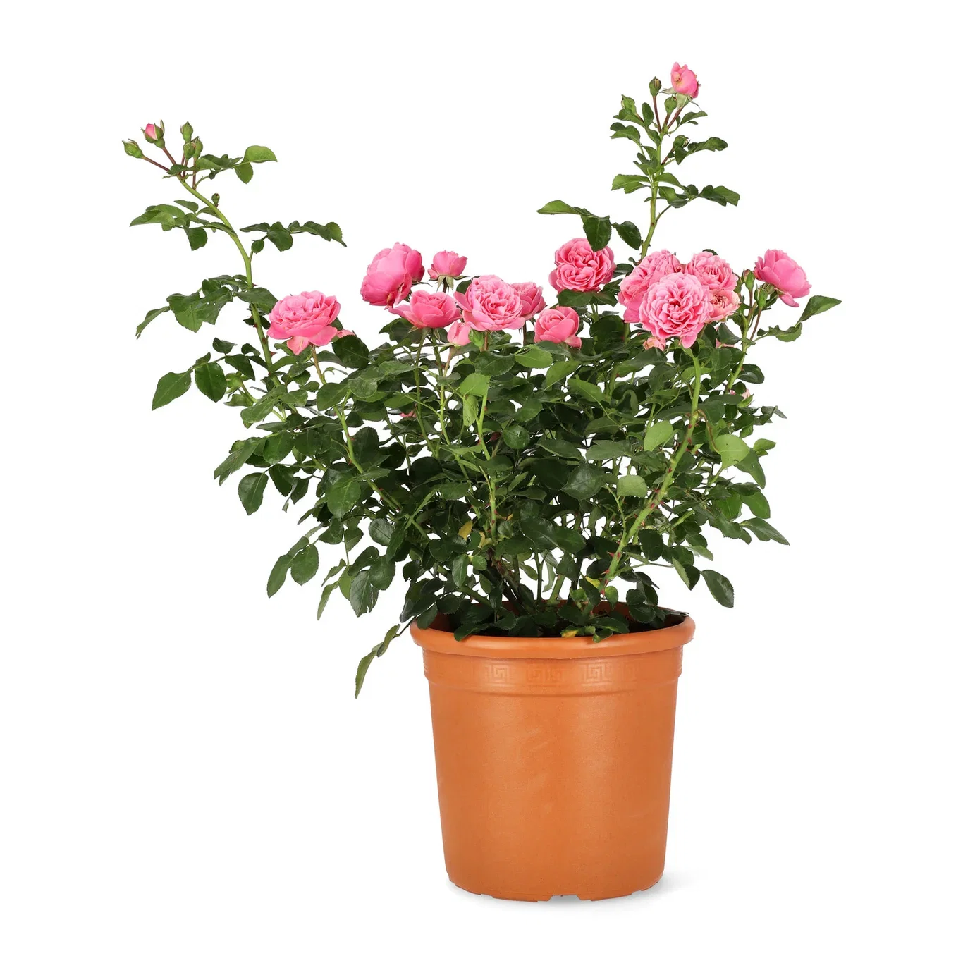 Rosa (Floribunda Group) LEONARDO DA VINCI 27cm