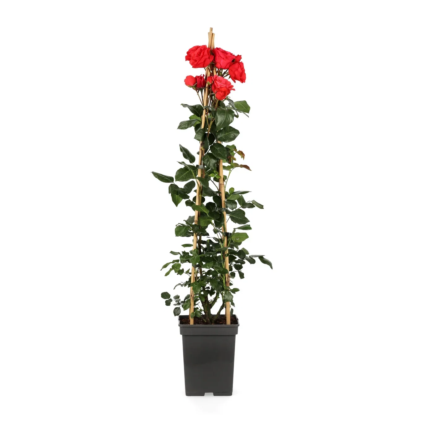 Rosa 'Jive' 60-80cm 23cm