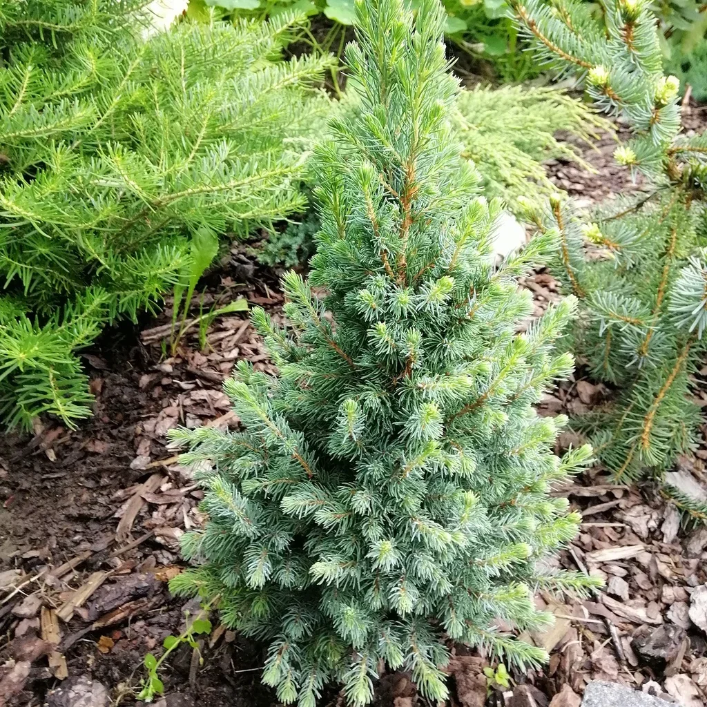 Picea glauca 'Sanders Blue' 20-25cm 17cm
