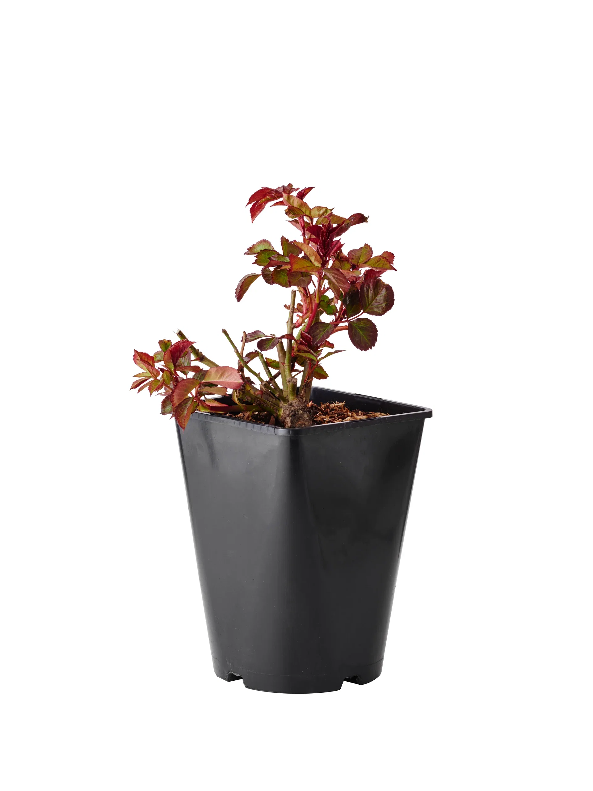 Klaserose 'Europeana'