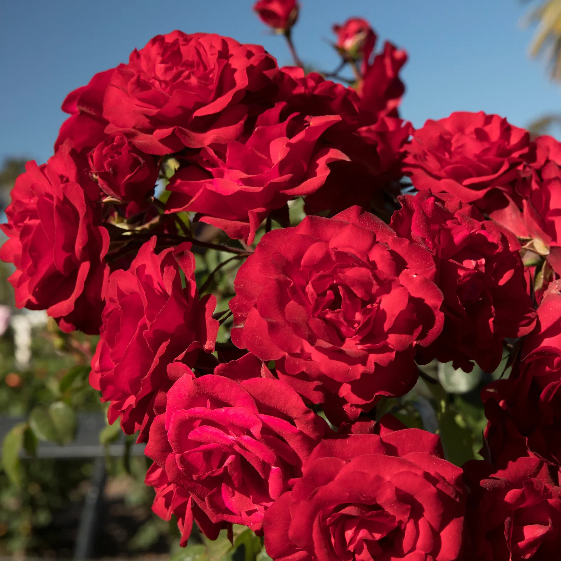 Klaserose 'Europeana'