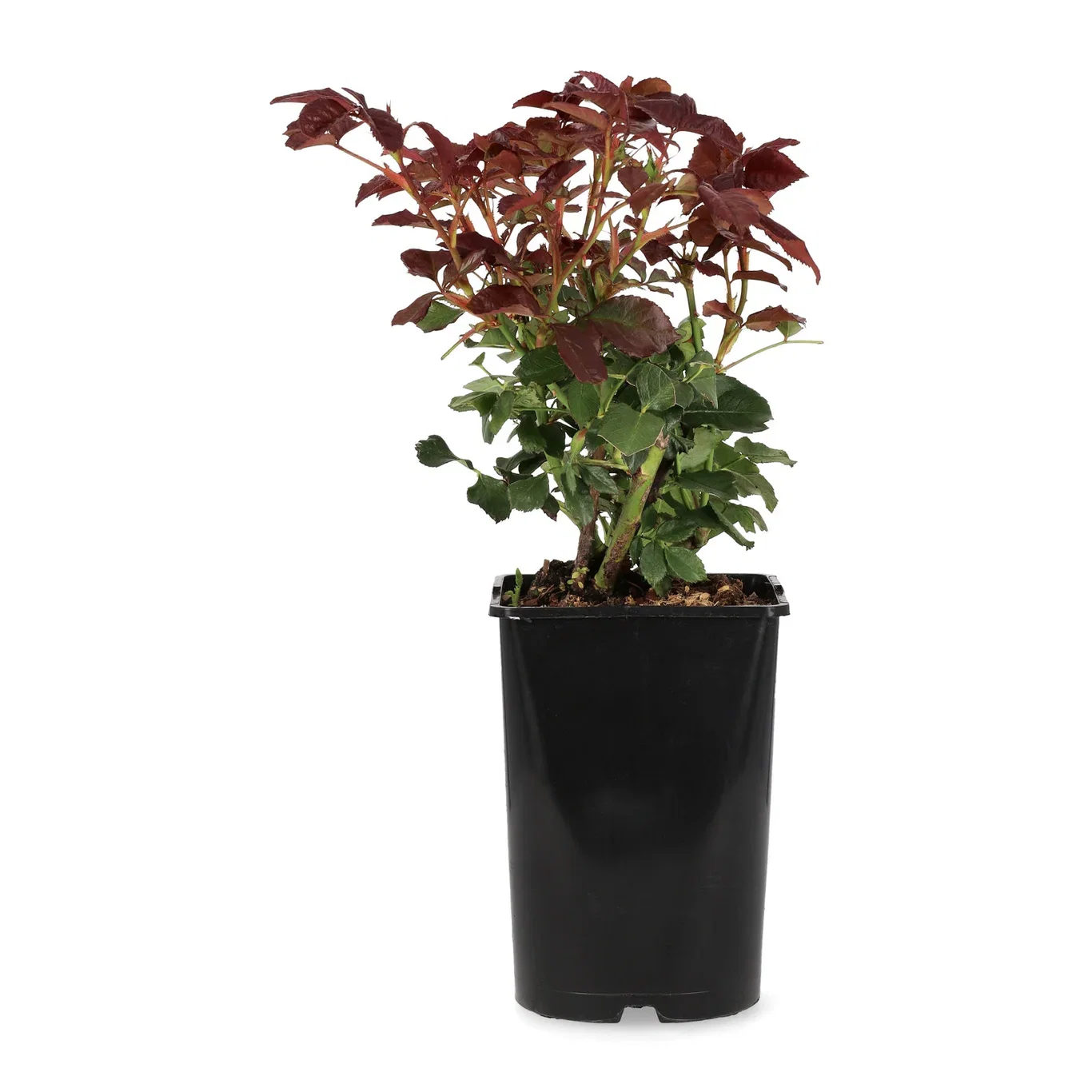 Klaserose 'Europeana'