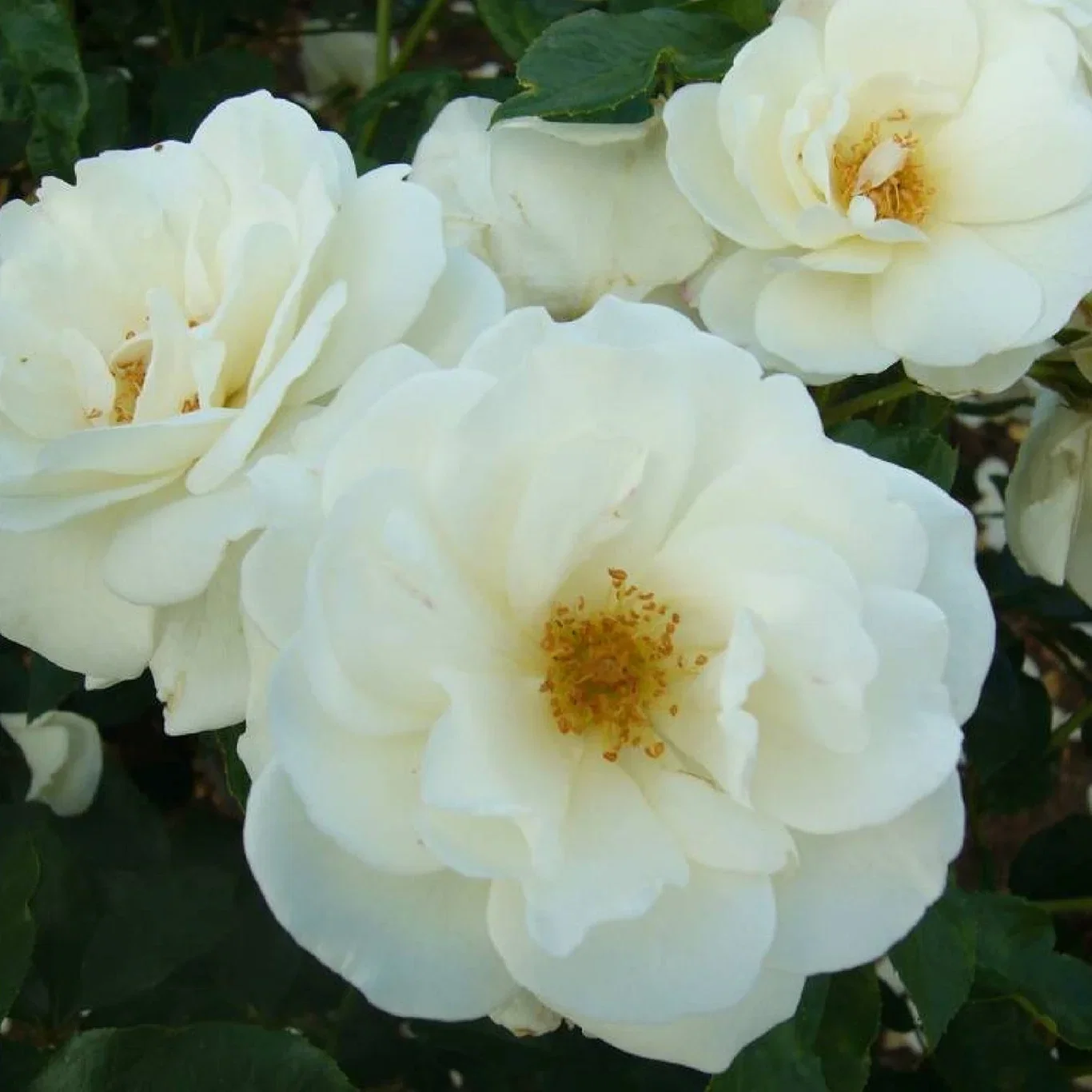Rosa (Floribunda Group) SCHNEEWITTCHEN 3L