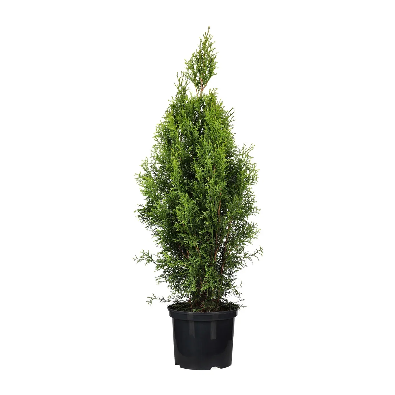 Tuja 'Smaragd'