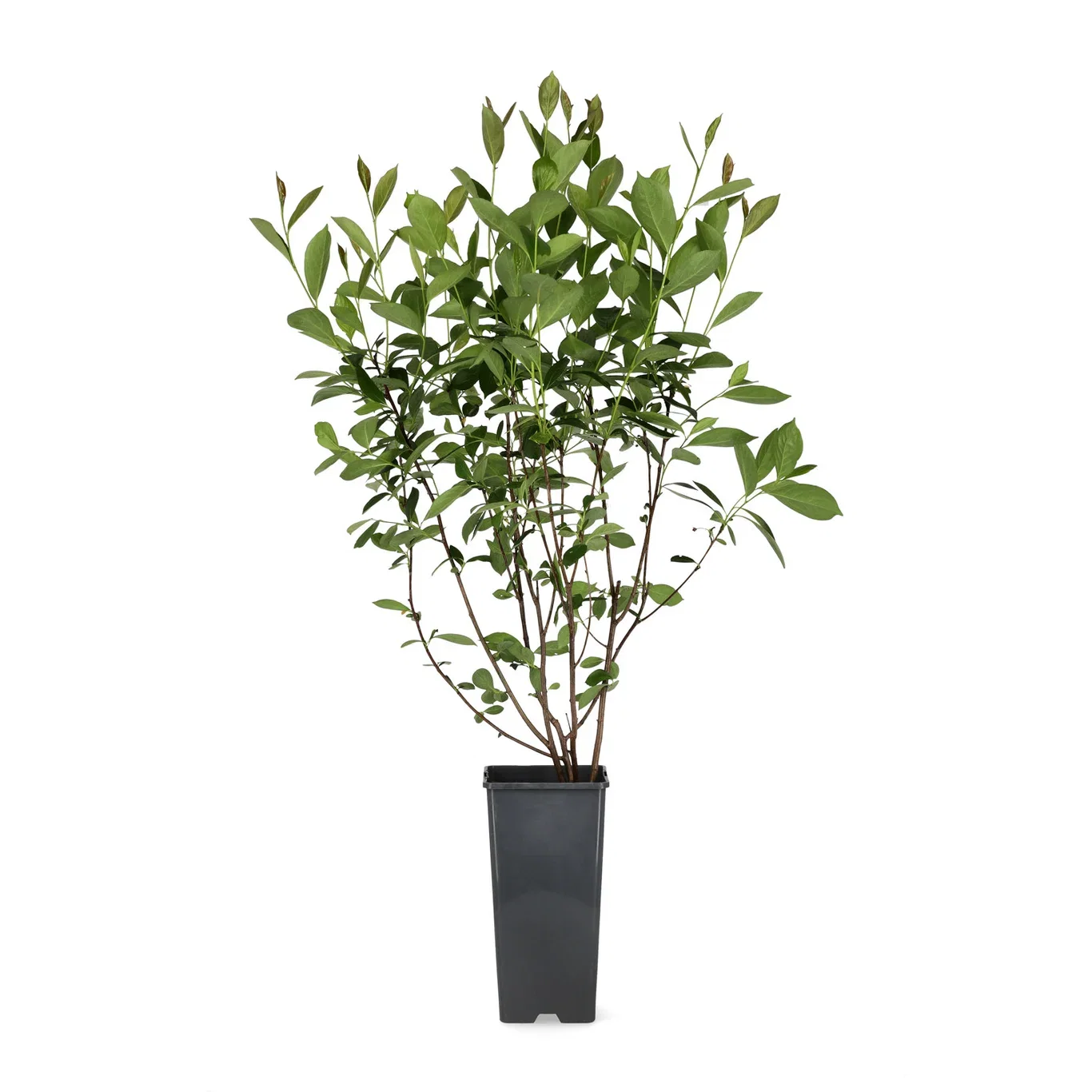 Aronia melanocarpa fk MOSKVA 17cm