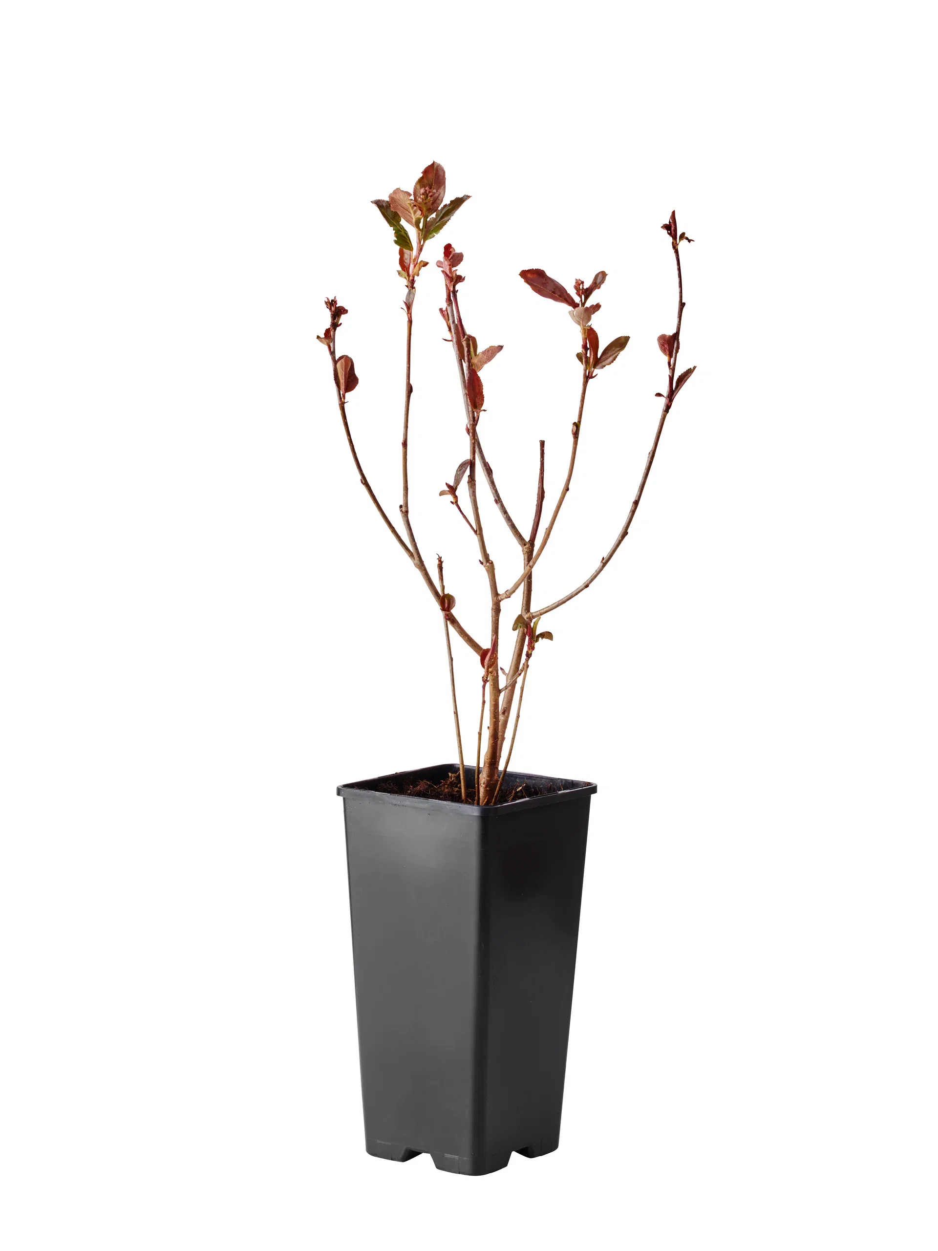 Svartsurbær 'Viking'