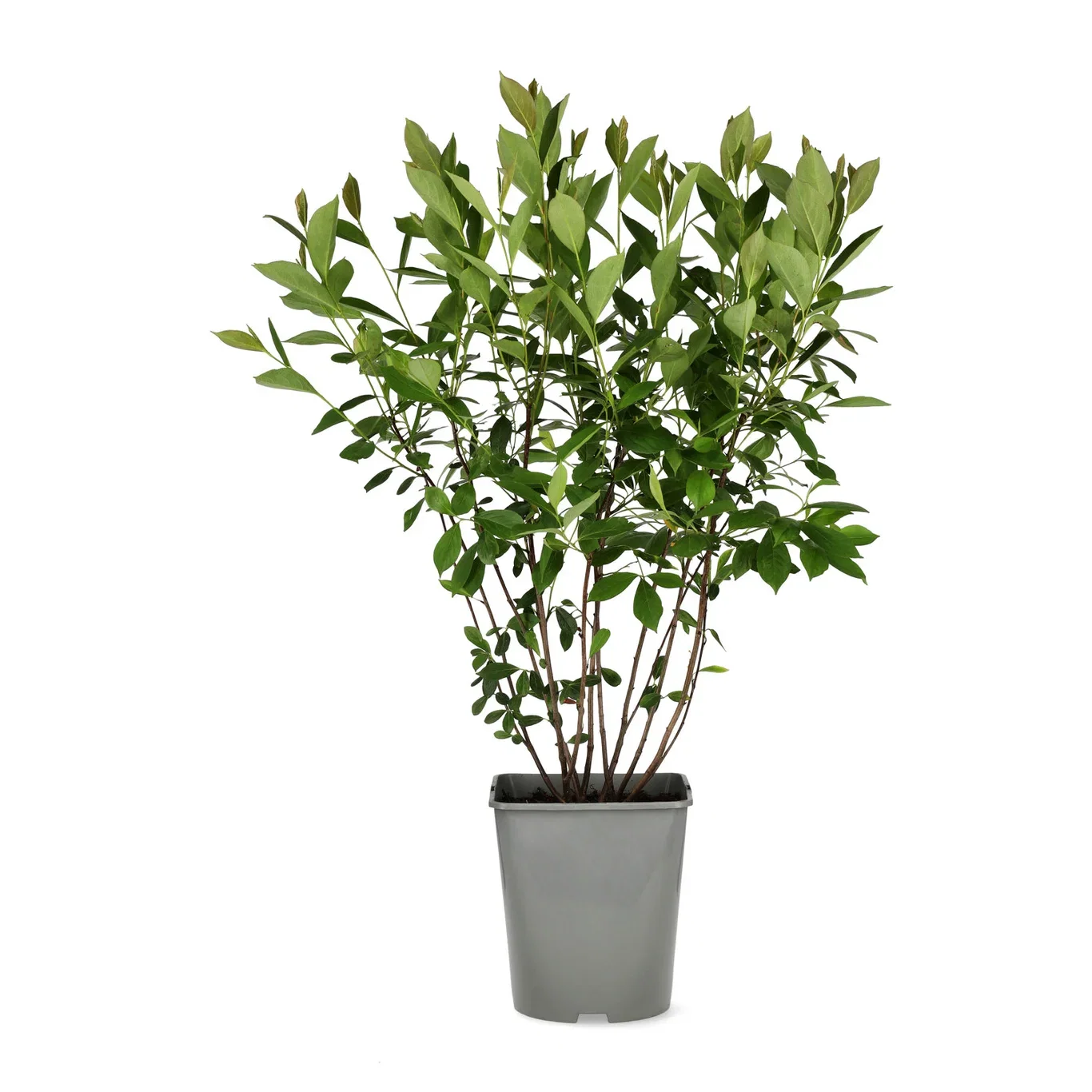 Svartsurbær 'Moskva'