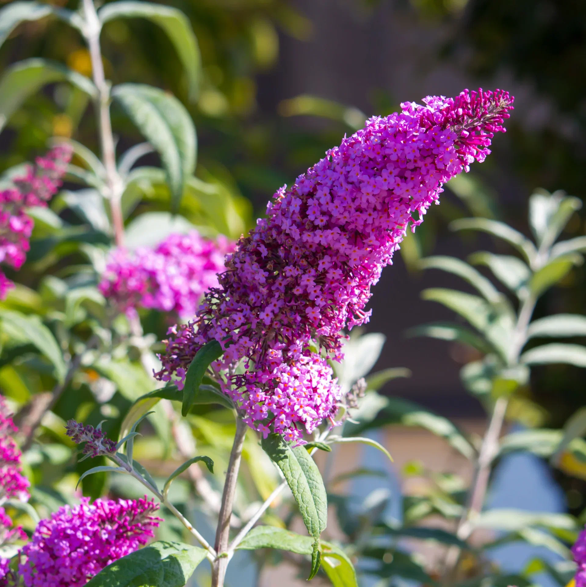 Buddleja davidii BUZZ HOT RASPBERRY 5L