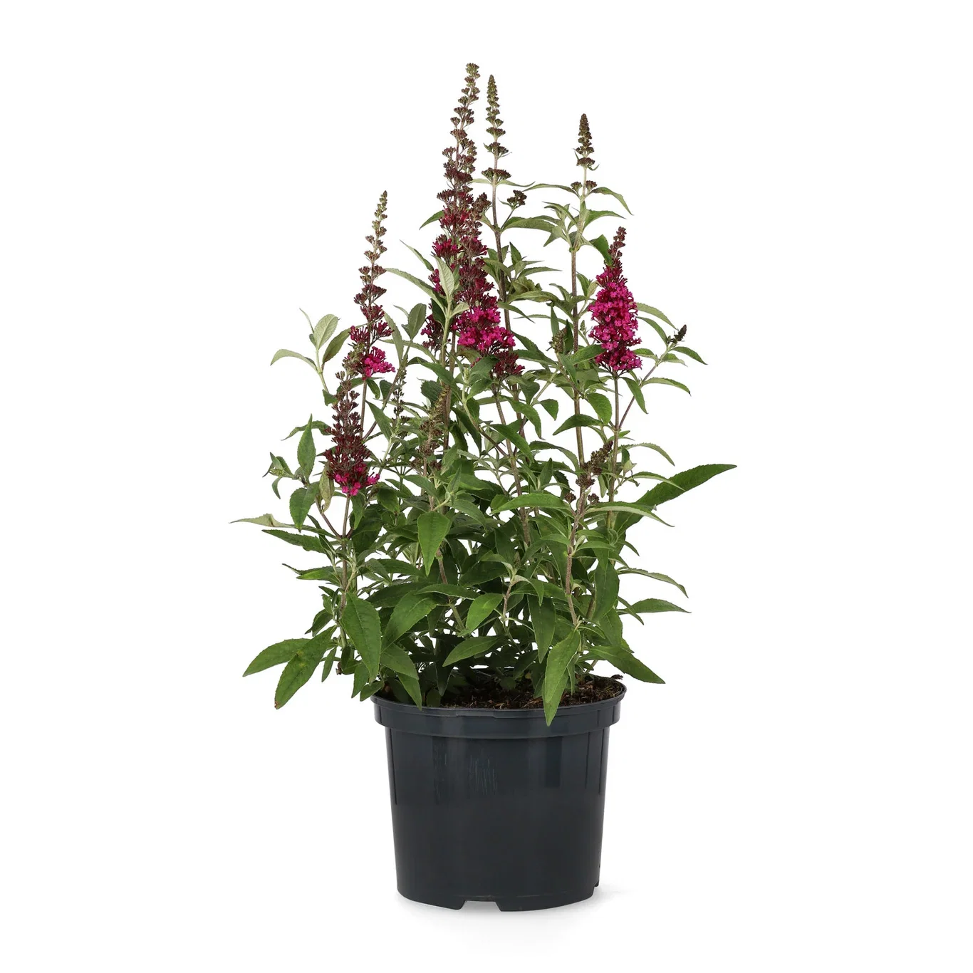 Buddleja davidii BUZZ HOT RASPBERRY 5L