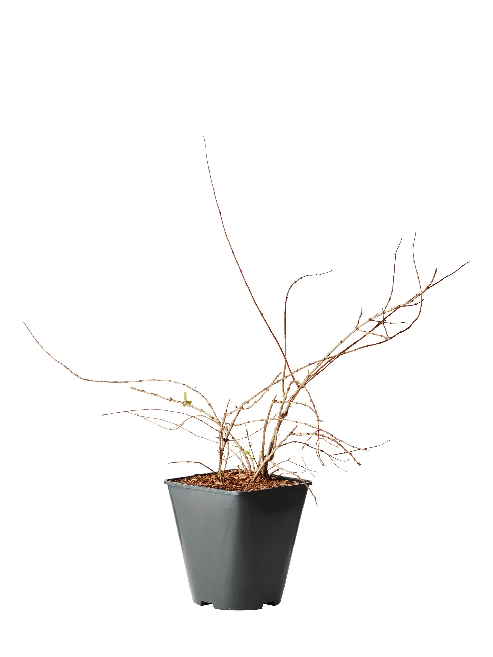 Kolkwitzia amabilis 4,5L