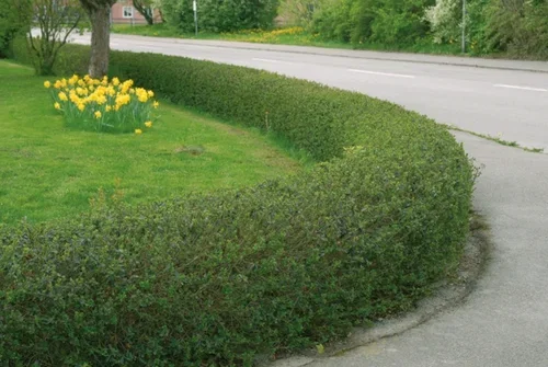 Ligustrum vulgare var. italicum 'Atrovirens' 4,5L