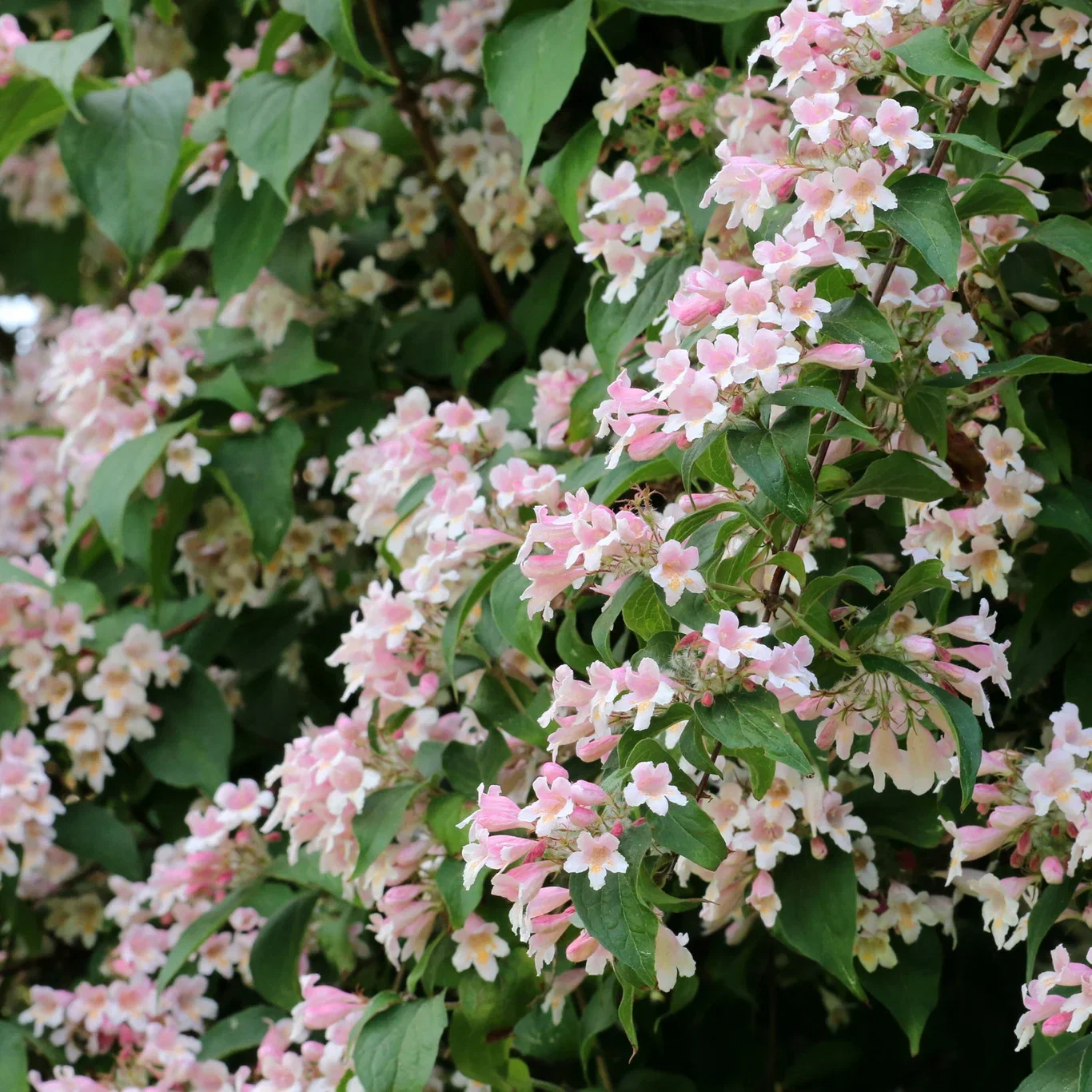 Kolkwitzia amabilis 4,5L