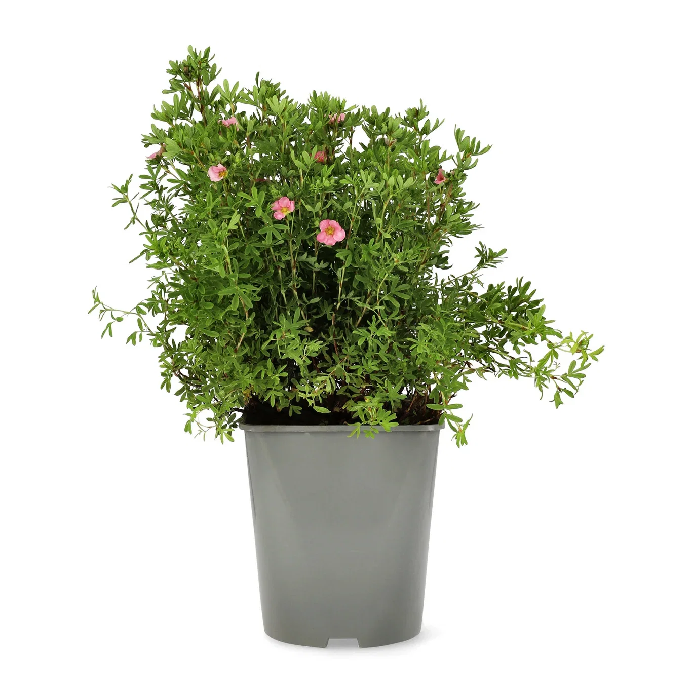 Dasiphora (Fruticosa-Gruppen) 'Pink Queen' 23cm