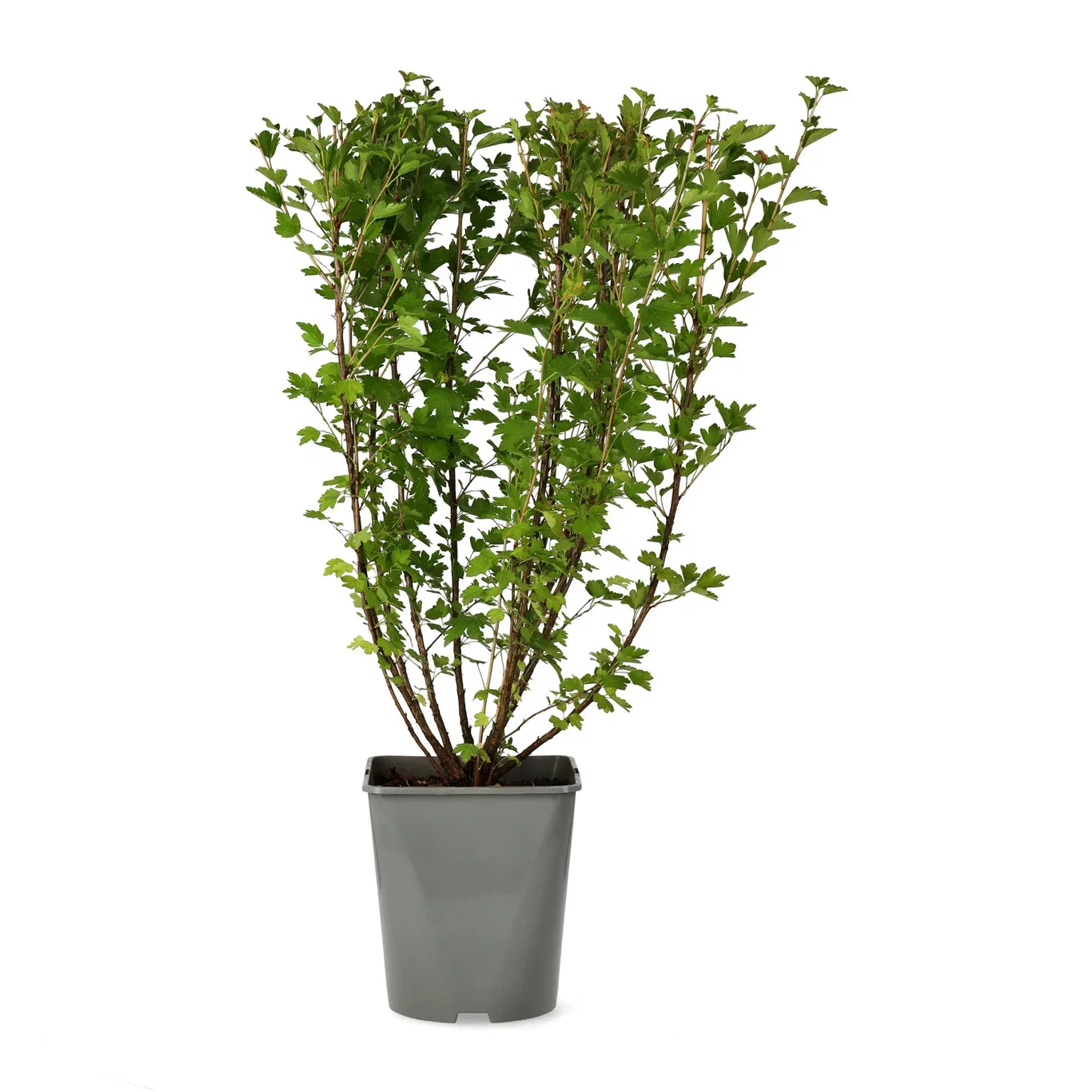 Ribes alpinum 'Schmidt' 4,5L