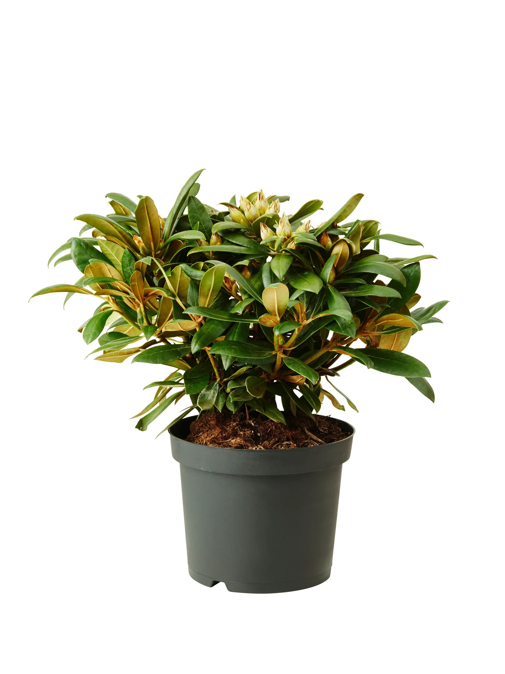 Rhododendron yak. 'Polaris' 21cm