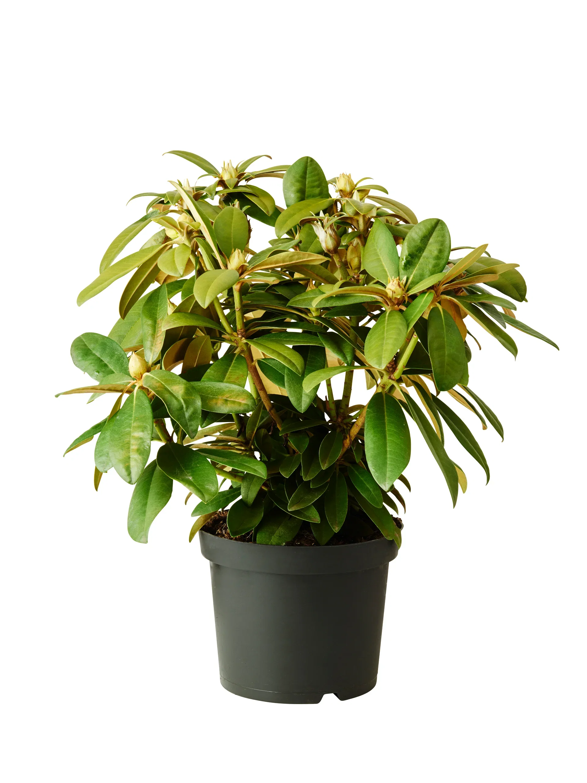 Rhododendron yak. 'Doc' 21cm