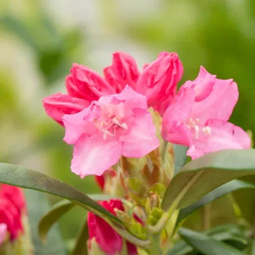 Rhododendron yak. 'Polaris' 21cm